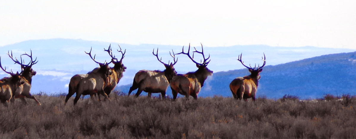 Ridgeline bull elk on the run / Photo by Brett Panting