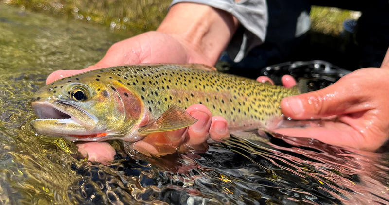 Westslope cutthroat trout Idaho