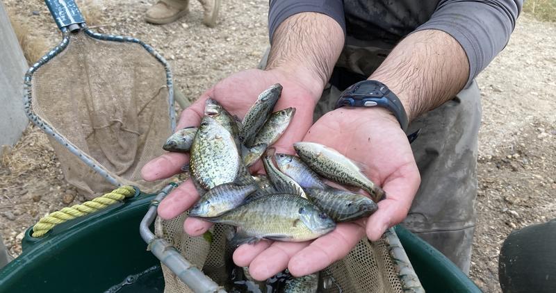 A fisheries biologist holds a handful of small fish, including bass, bluegill, perch and crappie.
