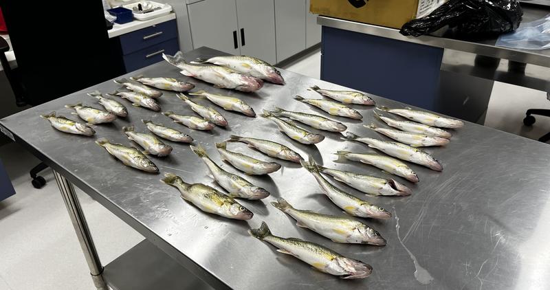 A total of 31 walleye taken from the Lake Lowell outlet sit on a table in the Southwest Region wet lab