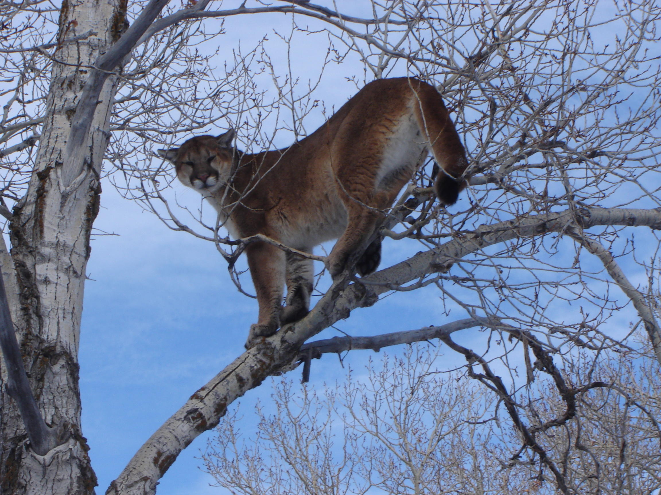 mountain lion cougar in a tree January 2008