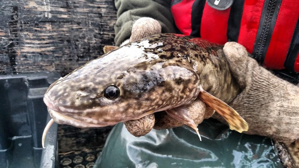 Adult Burbot collected from the Kootenai River
